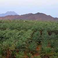 “المدينة المنورة” الثالث في انتاج التمور بالسعودية